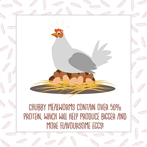 Chubby High-Protein Dried Mealworms for Birds & Poultry
