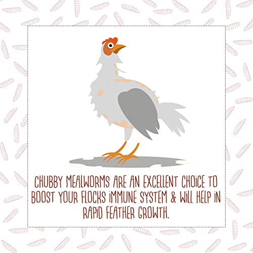 Chubby High-Protein Dried Mealworms for Birds & Poultry