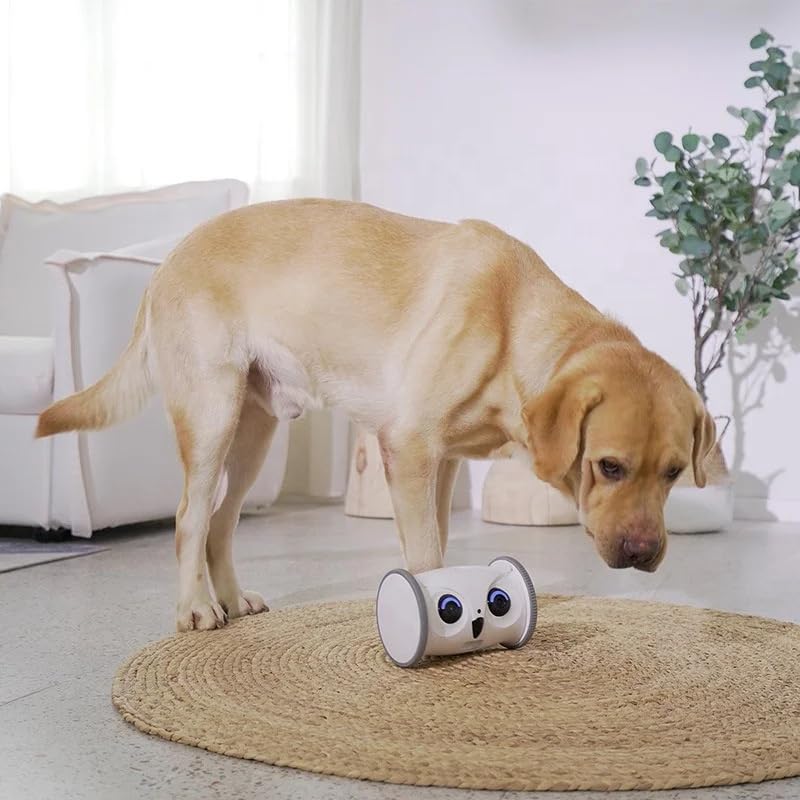 USA CALI Automatic Rolling Owl Toy for Cats & Dogs