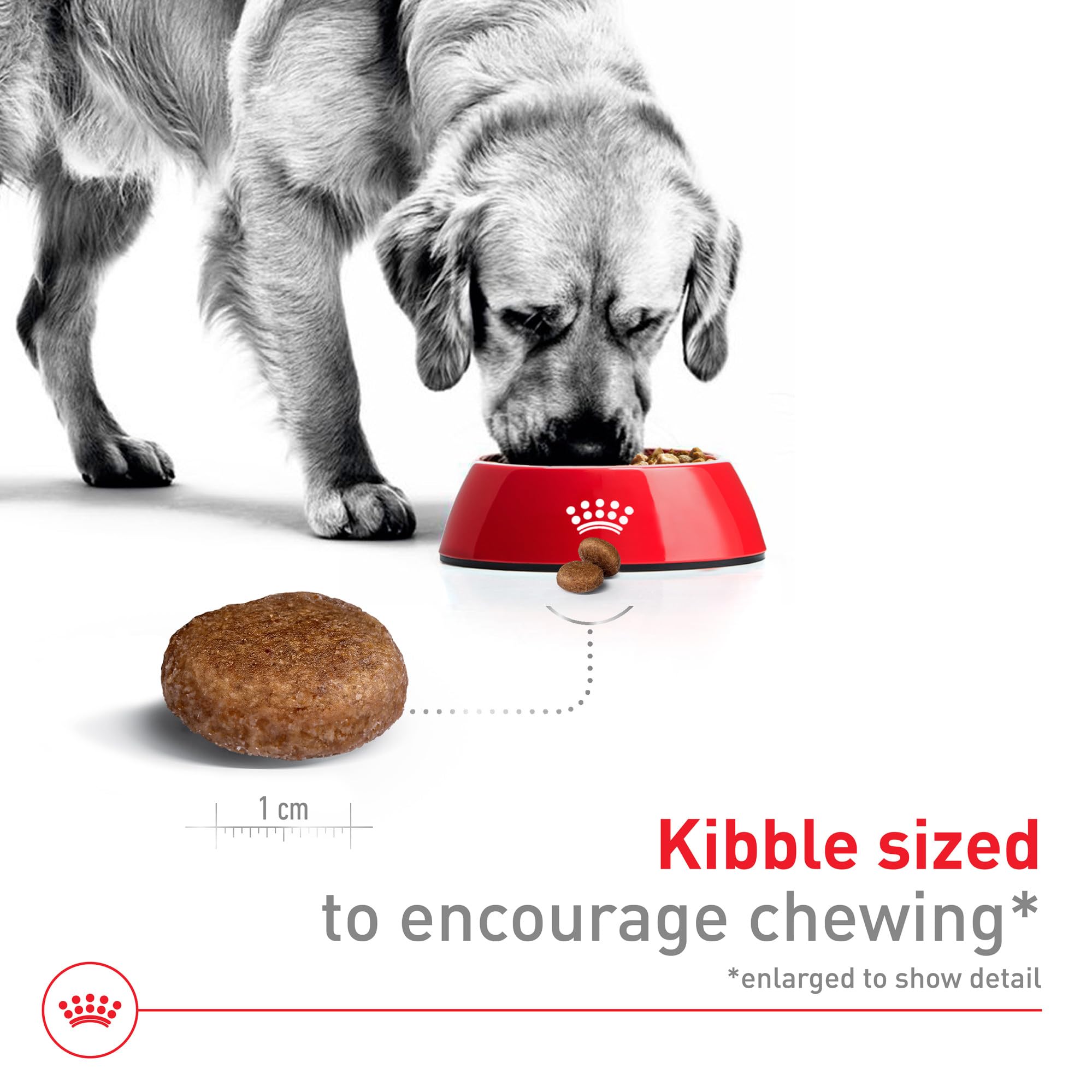 Royal Canin Size Health Large Adult Dry Dog Food