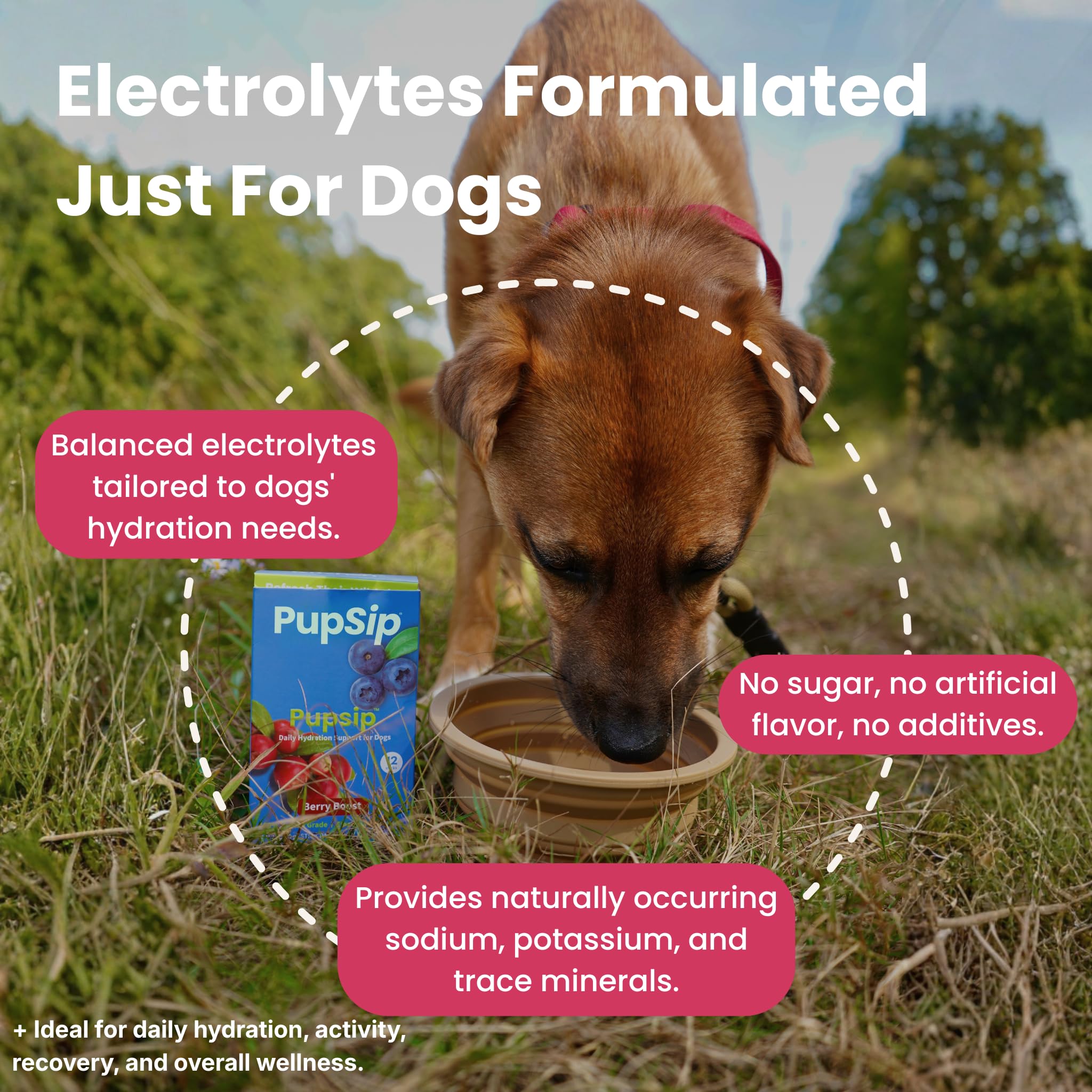 PupSip Dog Electrolyte Hydration Sticks, 12-Pack